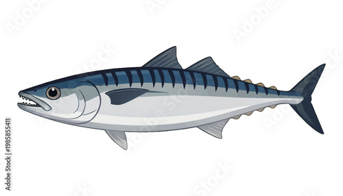 Spanish Mackerel Fish Vector Illustration, Detailed Species Icon for Marine and Seafood Use