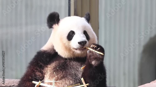 Close up happy panda eating bamboo, China