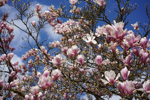 Prachtvoll blühende Tulpen-Magnolie (Magnolia × soulangeana) vor strahlend blauem Himmel mit weißen Wolken im Frühling