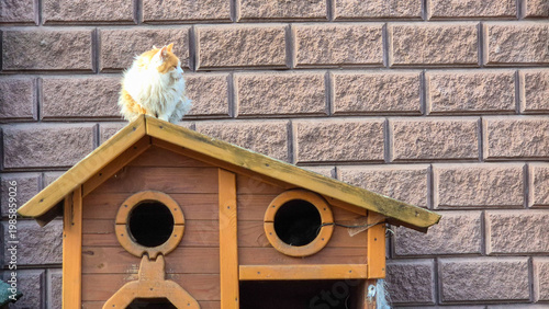 Photography Cute cat sitting on top of a wooden pet house against a brick wall background