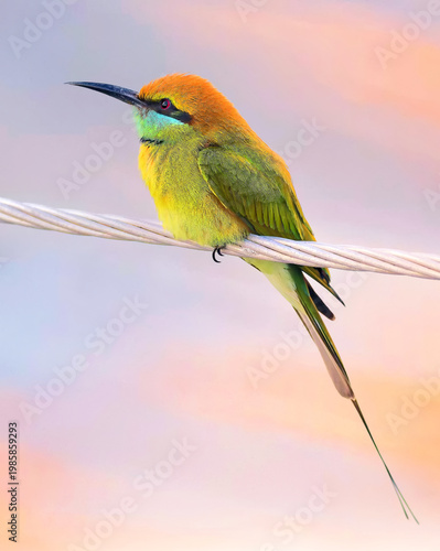 Aisiatischer Bienenfresser