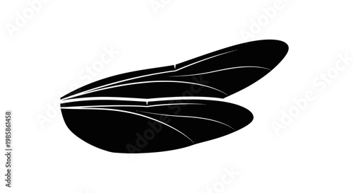 Black feather close up macro.