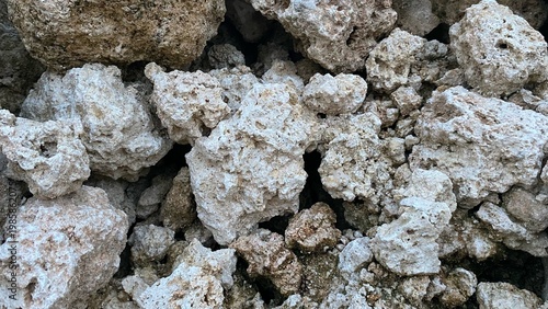 A collection of porous coral with a rough texture and irregular shape. The dominant colors range from cream to light brown, creating a natural feel.