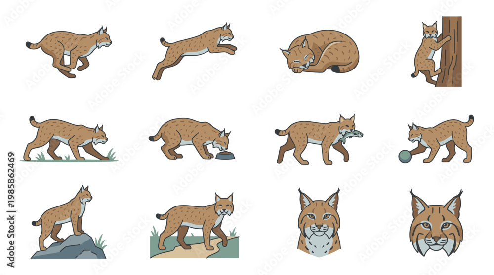 Obraz premium Flat style bobcat vector illustrations featuring wild animal in various dynamic poses like running, jumping, sleeping, climbing and eating for nature and wildlife design projects.