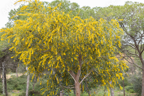 Blossoming of mimosa tree. Acacia pycnantha, golden wattle close up in spring, bright yellow flowers coojong, golden wreath wattle orange wattle blue-leafed wattle, acacia salign.