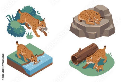 Isometric bobcat vector illustrations showcasing wild feline predator in natural habitats like fishing by river, sleeping on rocks, hunting prey and resting with cute young cub.