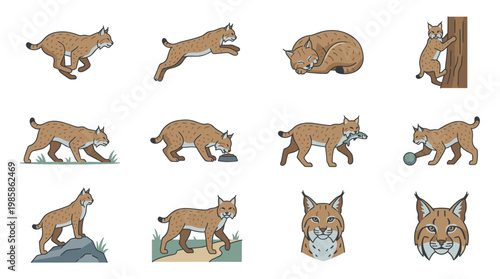 Flat style bobcat vector illustrations featuring wild animal in various dynamic poses like running, jumping, sleeping, climbing and eating for nature and wildlife design projects.