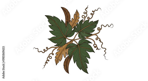 Green and brown grapevine leaves cluster.