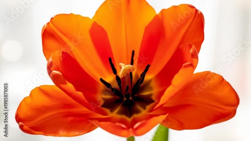 Macro timelapse of a red tulip flower unfolding petals in natural spring sunlight.