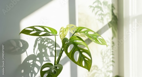 Lush Monstera Adansonii Swiss Cheese Plant Leaves with Natural Light and Shadow Patterns Indoors