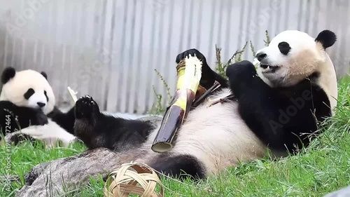 Happy Panda Lying on the Green Grass eating Bamboo, China