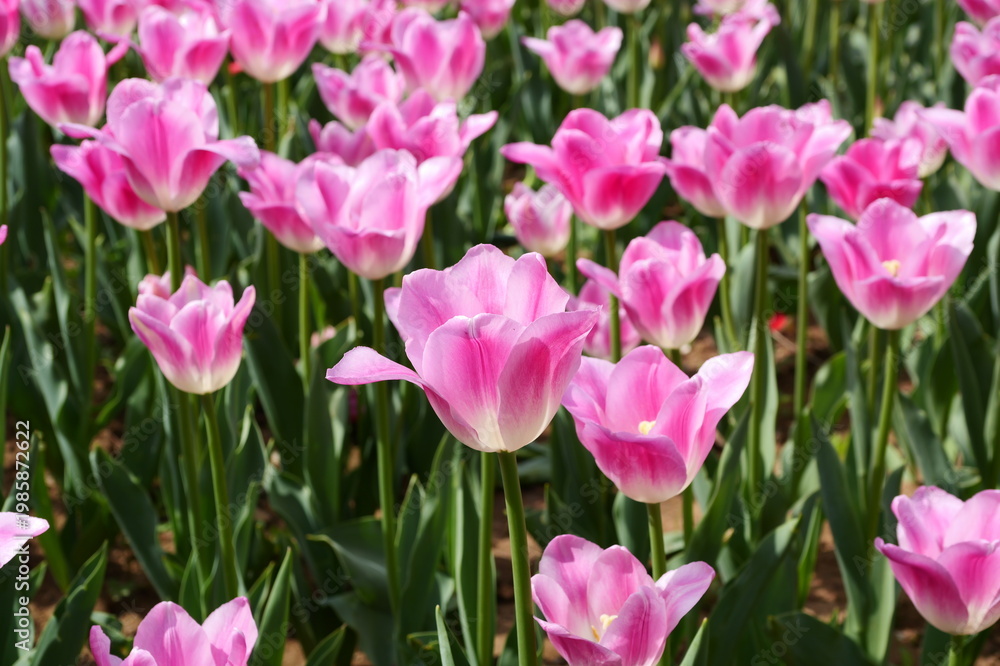 Fototapeta premium A vibrant landscape of pink and orange-red tulips blooming in parallel rows under bright sunlight.