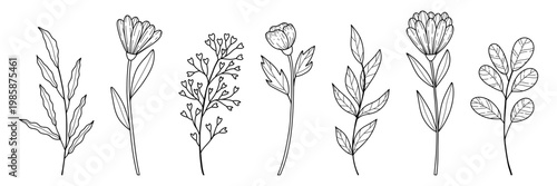 Retro botanical line art illustration wildflowers and greenery branch set. Vintage sketch botany elements, hand drawn vector outline design for wedding prints, decor, and cosmetic graphics