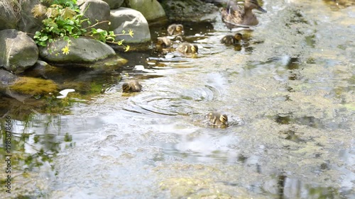 A wild mother duck stands protectively beside her fluffy ducklings in a serene natural setting. The attentive parent watches over her young as they stay close together, 4 k video