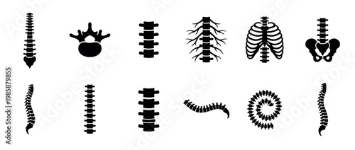 Human spine anatomy medical icons illustrating various skeletal structures and vertebral column shapes for health and biology concepts.
