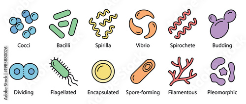 Colorful vector illustration depicting various shapes and characteristics of bacteria and microorganisms, essential for microbiology education.