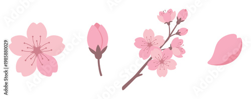 Cherry blossoms, sakura flowers, pink petals, and buds on a branch illustrated in a flat design style, representing spring, nature, and floral beauty.
