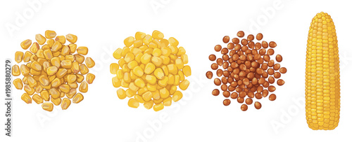 Various types of corn kernels and a whole ear of corn, showcasing different forms of this versatile grain.