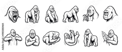 Gorillas ape primate collection of hand-drawn illustrations depicting various poses and expressions of these powerful animals.