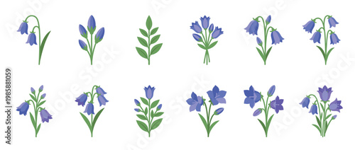 Bluebell flowers and buds vector illustrations set, depicting various stages of growth and arrangements of the beautiful purple bell-shaped blossoms.
