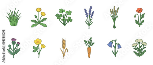 Collection of various hand-drawn wild plants, garden flowers, and common agricultural crops in a simple cartoon style.