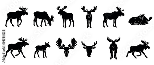 Moose silhouettes set featuring various poses of adult and young animals, including walking, standing, and resting positions, in a graphic vector style.