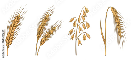 Cereal grains illustration set featuring various types of wheat, barley, and oats for agriculture and food concepts.
