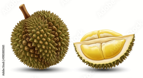 A spiky durian fruit is showcased next to a halved durian section, presented in a detailed digital illustration against a bright white background, rendered with soft shadows and a clean