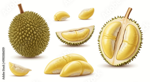 Isolated against a white background, a set of durian fruit illustrations shows the spiky exterior of the whole fruit alongside cross-sections revealing the creamy yellow pulp in a detailed