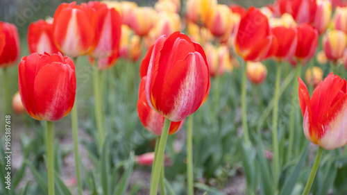 Red and white striped tulip in focus among colorful mixed tulip field with red, pink, and yellow blooms, soft bokeh background