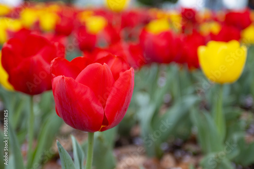 Vibrant red tulip in sharp focus surrounded by blurred red and yellow tulips in a spring garden, bokeh background