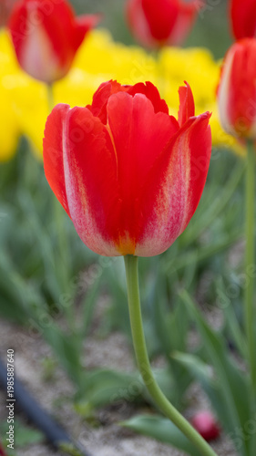 Single red and white tulip in full bloom, portrait orientation, bokeh yellow and red tulip background in spring garden