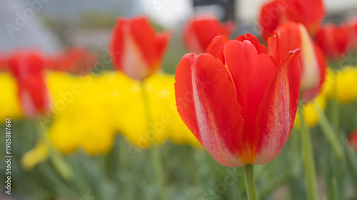 Red and white tulip in focus with open petals against soft yellow bokeh tulip background, spring garden macro photography copy space 