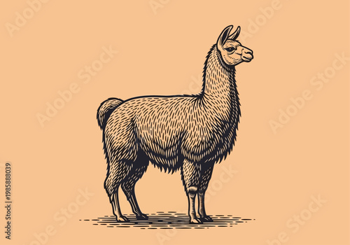 Vintage Woodcut Style Illustration of a Llama or Alpaca, Hand-Drawn Retro Engraving of South American Wildlife on a Warm Beige Background