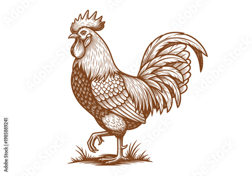 Vintage Rooster Illustration in Classic Hand-Drawn Engraving Style isolated on White