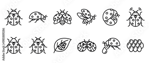 Ladybug icons set with various poses and life stages, illustrating different aspects of the beneficial insect.