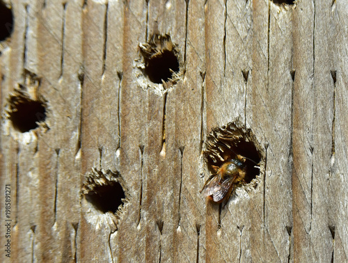 lone bee setting up in bee hotel
