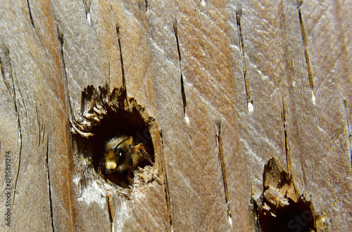 lone bee setting up in bee hotel
