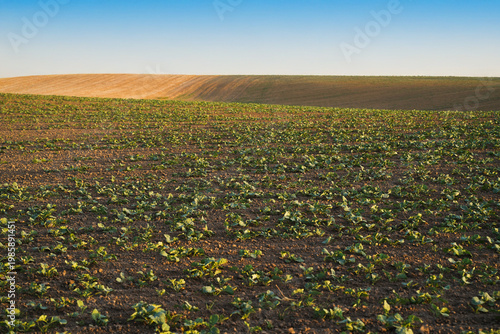 Young rapeseed crop growing in agricultural field with fertile soil and rolling hills under clear blue sky in early spring