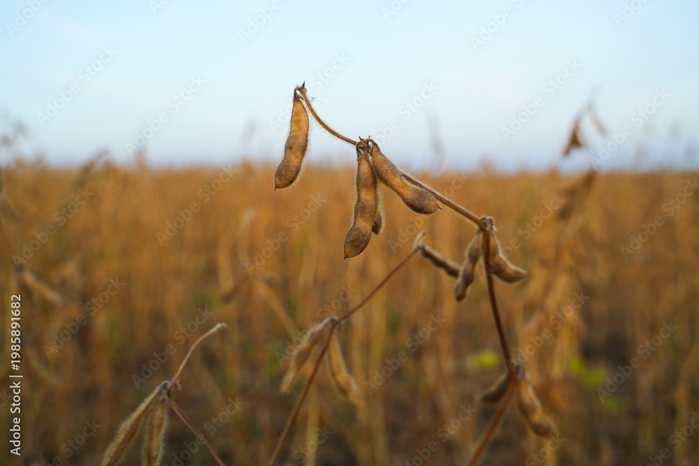 Fototapeta premium Soybean Pods in Field, Natural Agriculture Background with Shallow Depth of Field