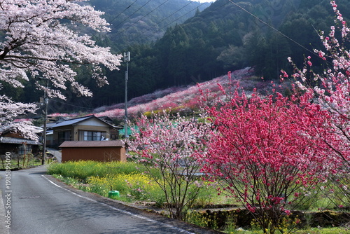花桃咲く久喜地区を歩く　高知県仁淀川町