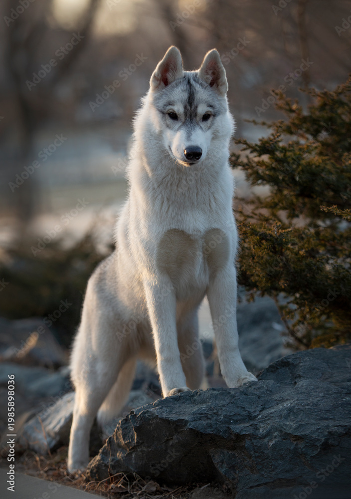 Fototapeta premium Siberian husky dog
