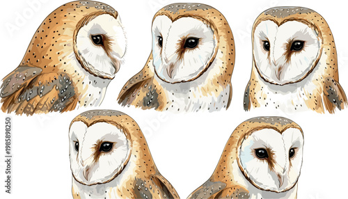 Tableau sur toile Barn owl vector illustration set with detailed realistic bird faces wildlife ani