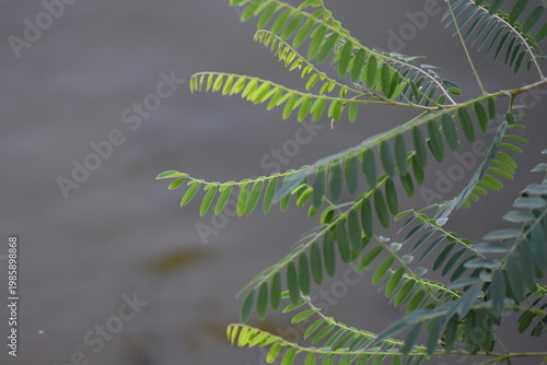 Leaves of acacia tree on the bank of the river background