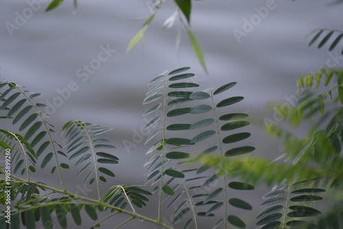 Leaves of acacia tree on the bank of the river background