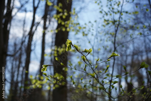 Frische hellgrüne Blätter einer jungen Rotbuche (Fagus sylvatica) im Gegenlicht im Frühlingswald