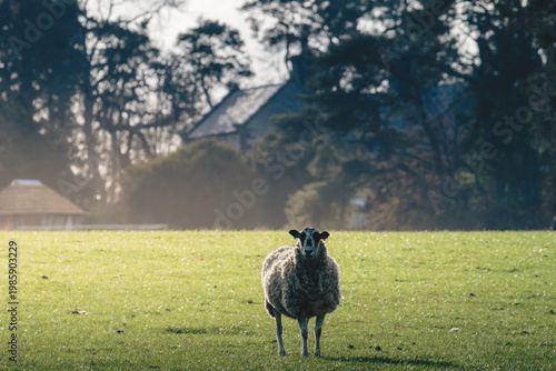 Spring Lambs in sunshine, Near Lanehead, Northumberland National Park April 2026