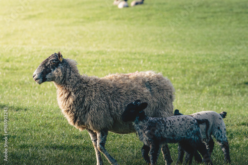 Spring Lambs in sunshine, Near Lanehead, Northumberland National Park April 2026