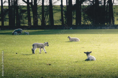 Spring Lambs in sunshine, Near Lanehead, Northumberland National Park April 2026