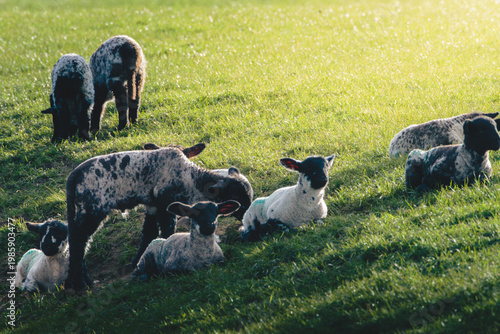 Spring Lambs in sunshine, Near Lanehead, Northumberland National Park April 2026